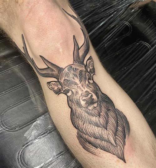 stag